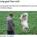 춤추는염소 이미지