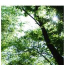 초록풍경 이미지