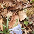 하늘애견 이미지