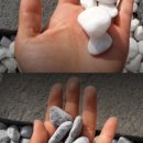 바위솔타운 이미지