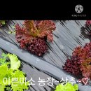 신꼬 Daum카페