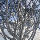 백송세탁소 이미지