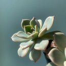 플랜테리어 홈가드닝 | 다육이 키우기 공기정화식물 실내 인테리어 화분 플랜테리어 홈가드닝 취미생활추천