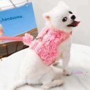 옷꽃