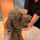 주식회사 한결헬스케어 | 하남미사노령견재활 리듬펫헬스케어 근적외선, 산소테라피 후기