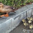 오리언
