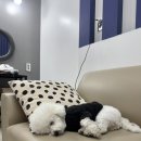 왕곡애견동반펜션 | 양양 애견동반 숙소 프롬세븐펜션 후기 위치·시설·애견동반 총정리