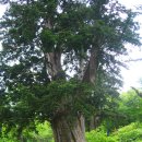 5월 23일 플러스 100명산 정선 두위봉(잔여6석) 이미지