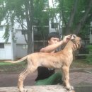 뚱강아지 이미지