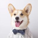 도그스타 이미지