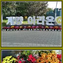계양 아라온 국화축제.2025.10.25.(10) 이미지