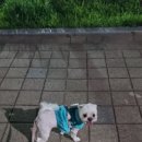 빱쓸