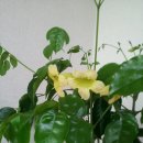 행복나무 이미지