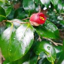 와선산방 | 강진 다산초당 동암 서암 보정산방