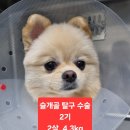 로로동물의료센터 이미지