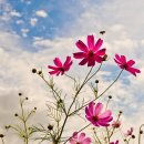 삼락강변공원 이미지