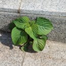 백궁지하보도 네이버블로그