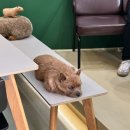 오복슈퍼 | 귀여운 마테오가 있는 후암동 카페 시엠프레꼬모도밍고