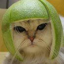 대왕오랜지! POMELO (환공포증주의..?) 이미지