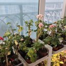 그래도 꽃 이미지