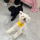 댕구르르 이미지