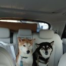 해운대 펫택시 이미지