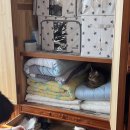 동주캣 | 고양이 탈취제 암앤해머캣리터 디오더라이저