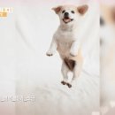 지니마카롱