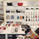 편안한 쇼핑 | [김해 장유 롯데아울렛 애견동반 쇼핑 후기] 편안한 통굽샌들을 찾으신다면? 에코 스컬프티드 겟...