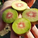 스마일2 농장 이미지