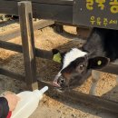 소야농장 | 대관령 아기동물농장 체험 3살 강릉 아이랑 가기 좋은 곳