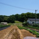 맥금14통 이미지