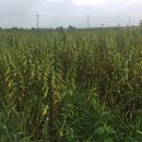 서수농장 이미지