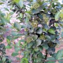 베리몽땅 이미지