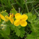 애기똥풀 이미지