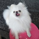 포멀독 반려견센터 이미지