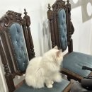 버만캣패밀리 이미지