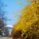 고향의 봄 이미지