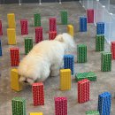 갈매독 애견유치원 이미지