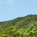 포레스트리솜 이미지