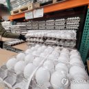 선제농장 계란