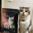 리플렉스 B | 고양이 사료 추천 기호성이 좋은 펫클럽 리플렉스 플러스 안티헤어볼 연어 1.5kg