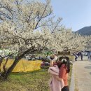 이원묘목정보화마을 | 광양매화마을 개화시기/ 매화축제 꽃구경 코스, 주차