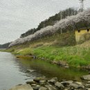 금강유화 이미지