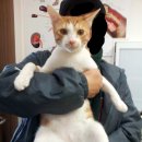 태능동물병원 | [태능동물병원] 남아 중성화수술 후기 &amp; 병원 후기