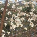 스튜디오피아체레