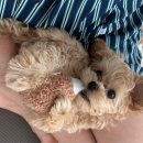 열무 | 강북구 강아지분양 멍가네 말티푸 &#39;열무&#39; 분양후기 !