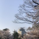 하늘도서관 | 🌸 남산 벚꽃 직접 다녀왔어요 | 남산도서관~하늘꽃길 코스 솔직 후기 2026