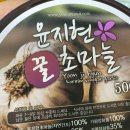 윤지현초마늘