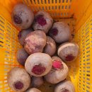 푸르미농원 Daum카페